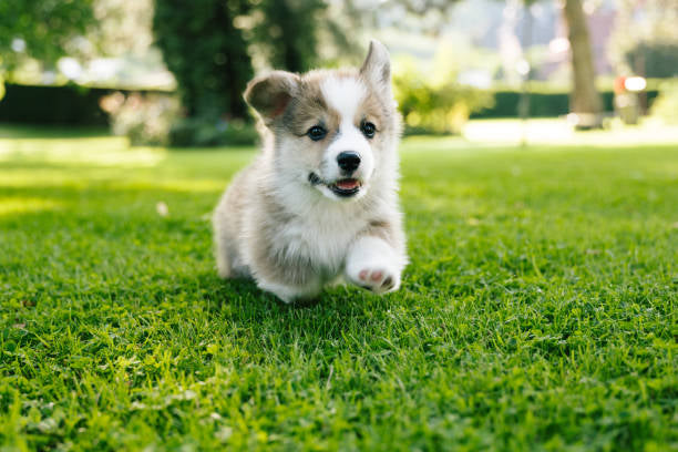 5 Simple Ways to Keep Your Dog Happy Every Day